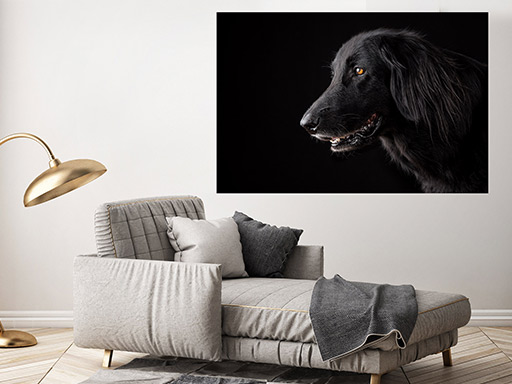 Čierny pes samolepka na stenu, Čierny pes plagát na stenu, Čierny pes plagát dekorácie na stenu, Čierny pes plagát na stenu, Čierny pes plagát na stenu
