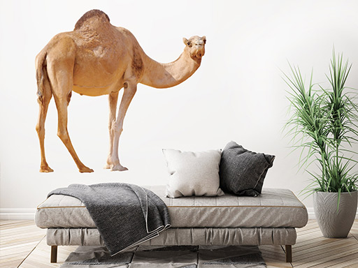 dromedár samolepky na stenu, dromedár nálepky na stenu, dromedár dekorácie na stenu, dromedár samolepiaci dekor na stenu