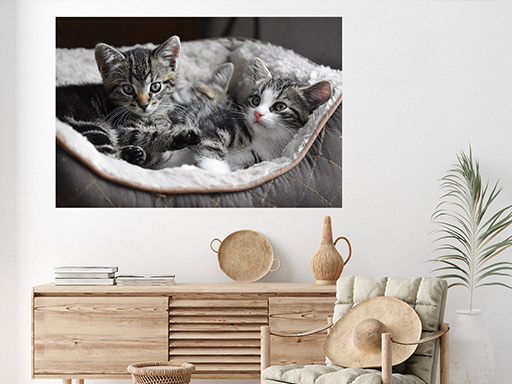 Dve mačiatka samolepka na stenu, Dve mačiatka plagát na stenu, Dve mačiatka plagát dekorácie na stenu, Dve mačiatka plagát na stenu, Dve mačiatka plagát na stenu, Dve mačiatka plagát na stenu