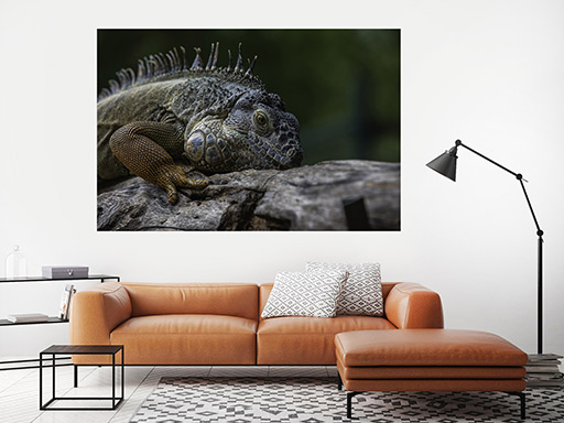 Ještěr samolepka na zeď, Ještěr plakát na zeď, Ještěr plakát dekorace na zeď, Ještěr plakát na stěnu, Ještěr plakát na zeď