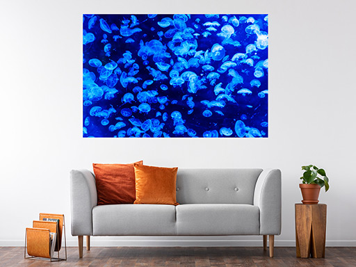 Medúzy samolepka na zeď, Medúzy plakát na zeď, Medúzy plakát dekorace na zeď, Medúzy plakát na stěnu, Medúzy plakát na zeď