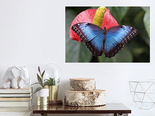 Modrý motýľ samolepka na stenu, Modrý motýľ plagát na stenu, Modrý motýľ plagát dekorácie na stenu, Modrý motýľ plagát na stenu, Modrý motýľ plagát na stenu