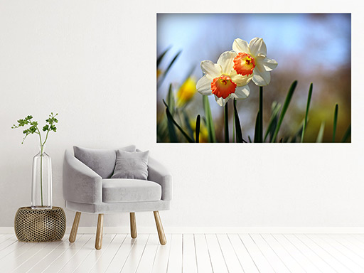 Narcisy samolepka na stenu, Narcisy plagát na stenu, Narcisy plagát dekorácie na stenu, Narcisy plagát na stenu, Narcisy plagát na stenu,