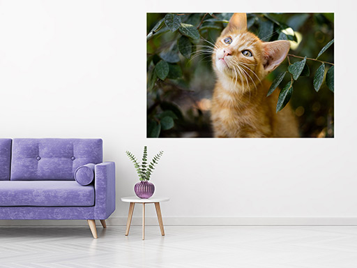 Roztomilá mačka samolepka na stenu, Roztomilá mačka plagát na stenu, Roztomilá mačka plagát dekorácie na stenu, Roztomilá mačka plagát na stenu, Roztomilá mačka plagát na stenu,