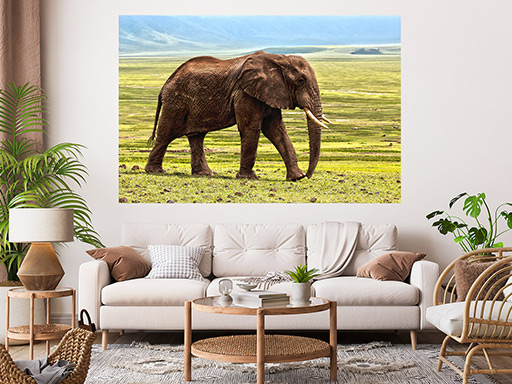 Slon na pláni samolepka na zeď, Slon na pláni plakát na zeď, Slon na pláni plakát dekorace na zeď, Slon na pláni plakát na stěnu, Slon na pláni plakát na zeď