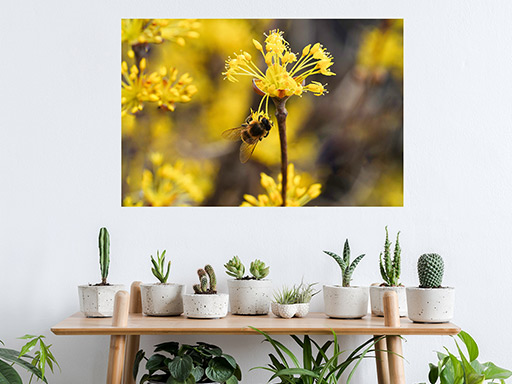 Včela a kvet samolepka na stenu, Včela a kvet plagát na stenu, Včela a kvet plagát dekorácie na stenu, Včela a kvet plagát na stenu, Včela a kvet plagát na stenu