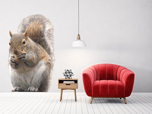 Veverička samolepka na stenu, Veverička nálepky na stenu, Veverička dekorácie na stenu, Veverička tapety na stenu, Veverička samolepiaci dekor na stenu